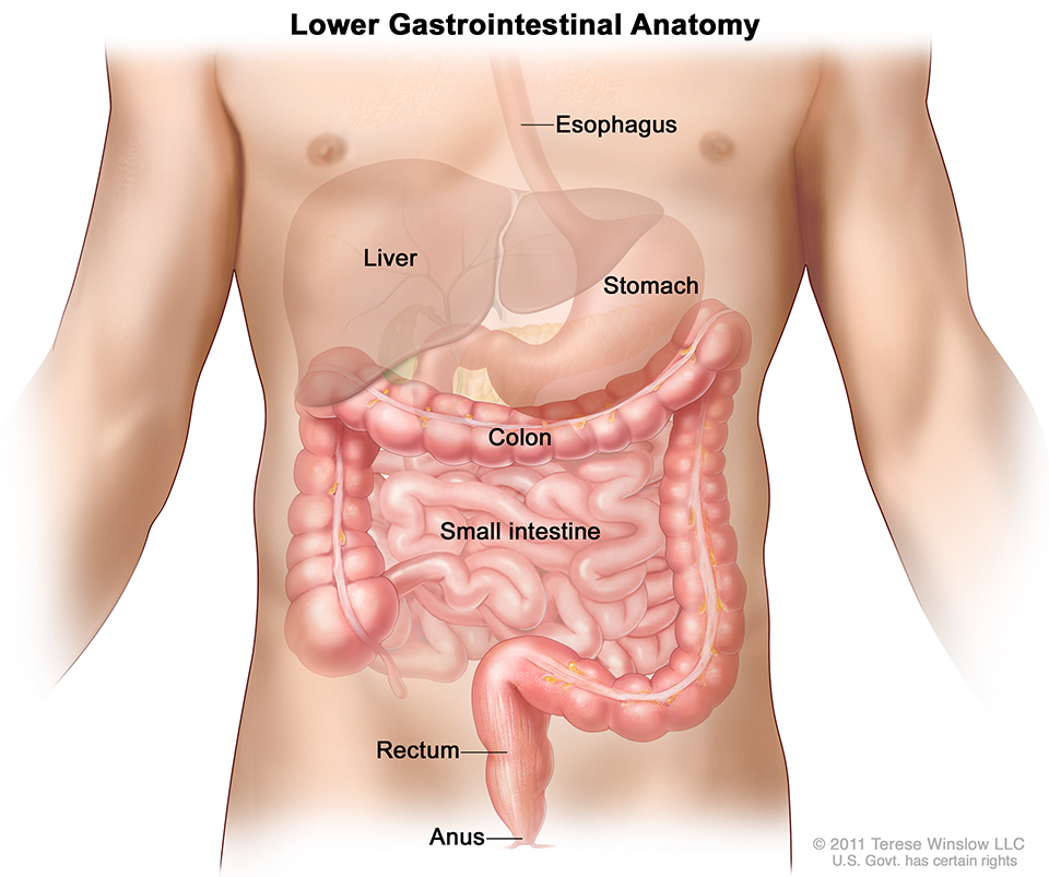 Lower Gastrointestinal Anatomy. Copyright © 2011 Terese Winslow LLC